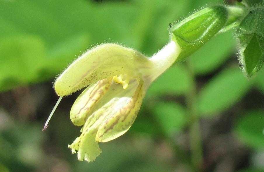 Salvia glutinosa?